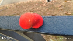 Sterculia parviflora