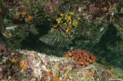 Cephalopholis panamensis