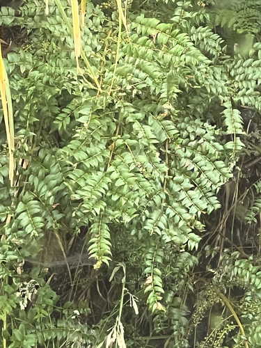 Coriaria plumosa, photograph 2