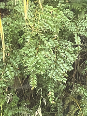 Coriaria plumosa, photograph author not stated, no rights reserved
