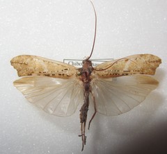 Nemotaulius hostilis