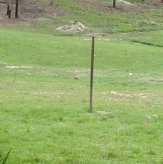 Melanodryas cucullata