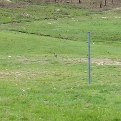 Melanodryas cucullata