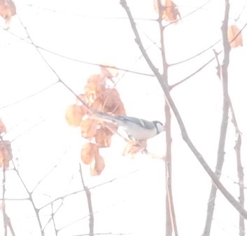 Asian Tit