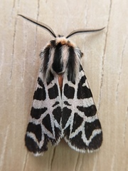 Apantesis nevadensis