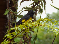 Spinus xanthogastrus