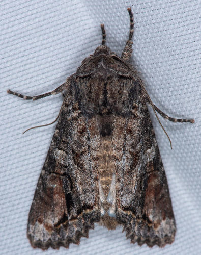 Brown Woodling photo 4