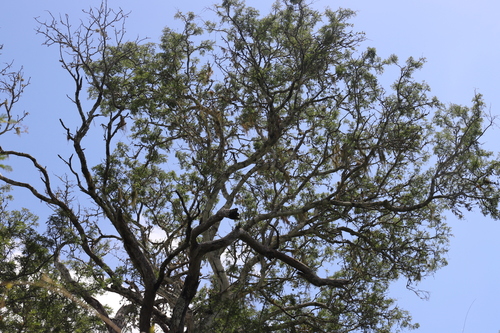 Lebombo Wattle (Newtonia hildebrandtii)