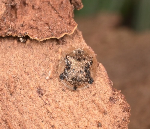 Small Tortoise Beetle