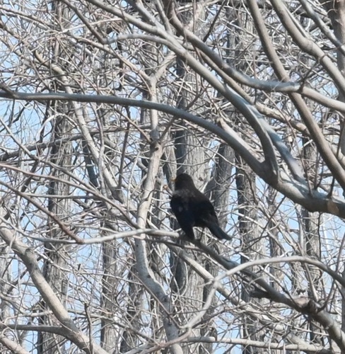 Chinese Blackbird