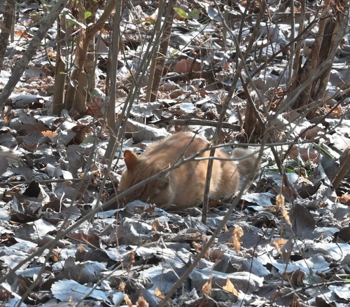 Domestic Cat