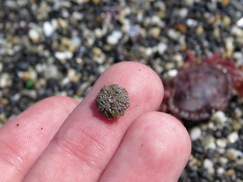 Loxechinus albus