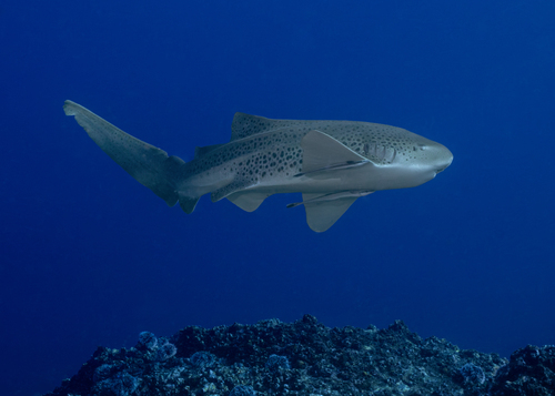 Stegostoma tigrinum