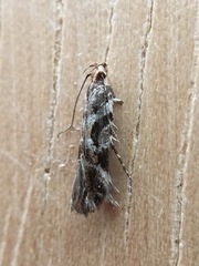 Aristotelia devexella