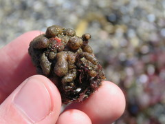 Pyura chilensis