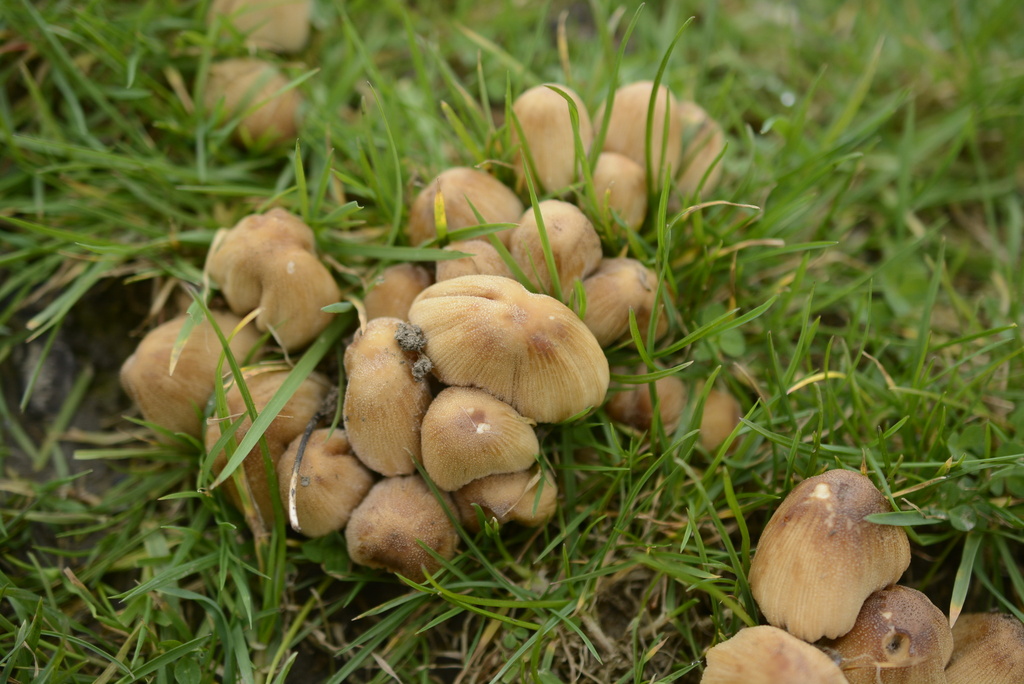 Coprinellus micaceus