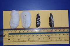 Gossypium barbadense