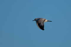 Larus delawarensis