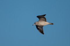Larus delawarensis
