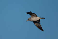 Larus delawarensis