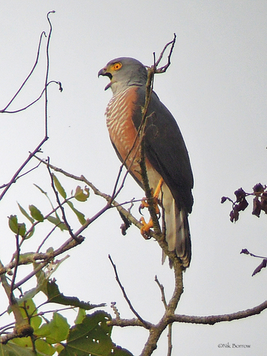 Red-chested Goshawk (Accipiter toussenelii) · iNaturalist