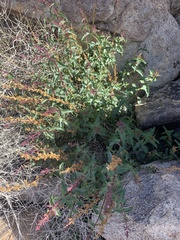 Penstemon clevelandii