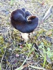 Helvella monachella