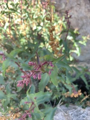 Penstemon clevelandii