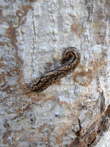 Meghimatium pictum