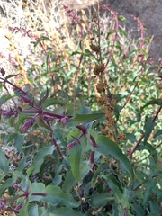 Penstemon clevelandii
