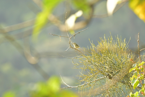 Plain Flowerpecker (Dicaeum minullum)