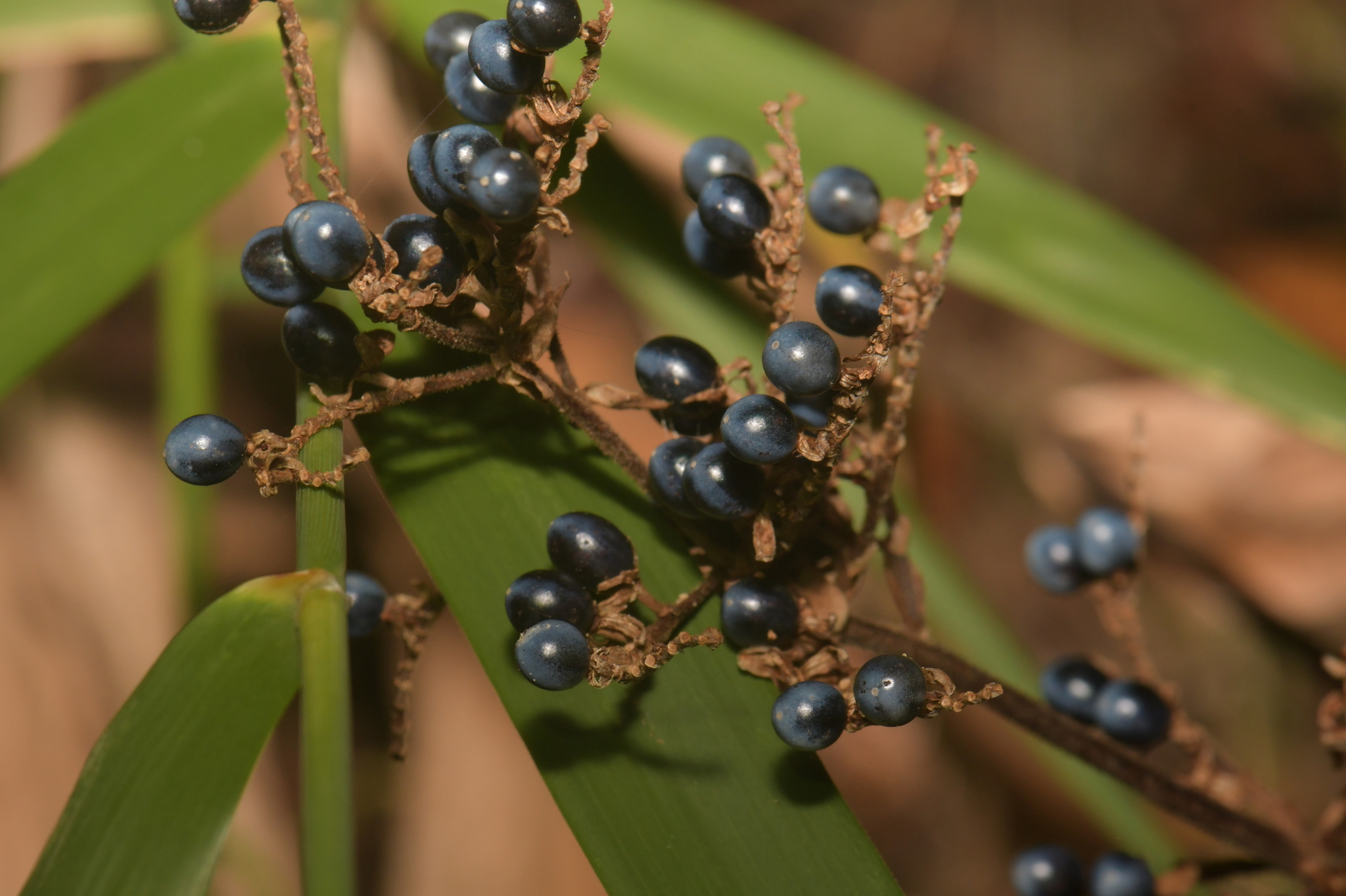 Pollia Japonica (Pollia japonica)