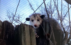 Didelphis virginiana