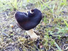Helvella monachella