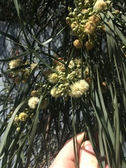 Acacia stenophylla