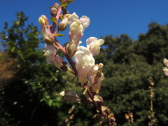 Großes Löwenmaul (Antirrhinum majus): Herkunft und Verwendung — Foto 2