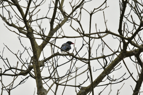 Taiwan Blue Magpie (Urocissa caerulea)