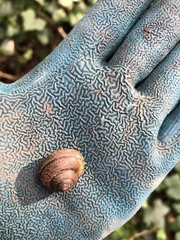 Helminthoglypta nickliniana