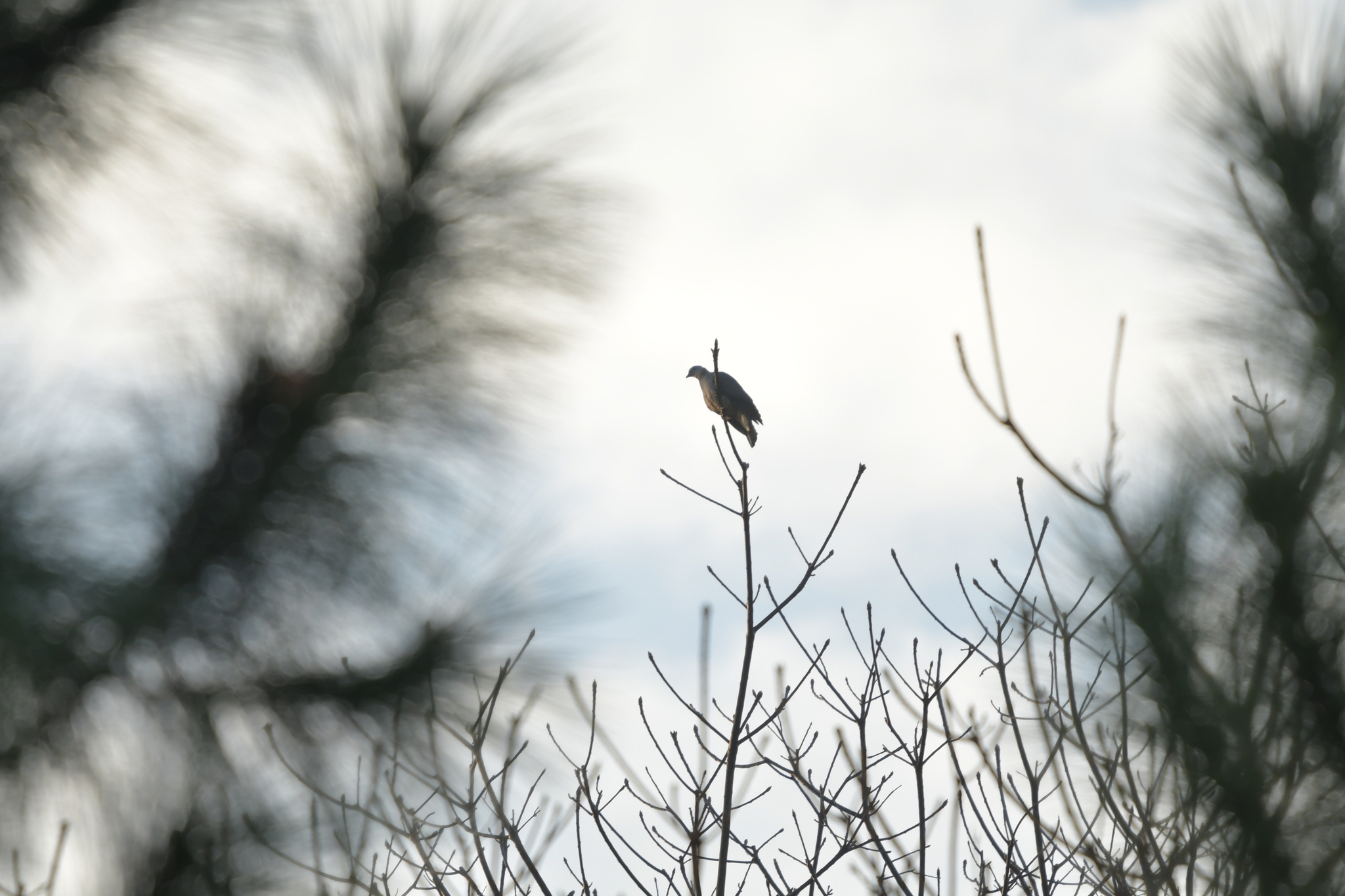 Ashy Wood Pigeon (Columba pulchricollis), photo 1