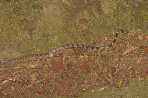 Formosa Wolf Snake
