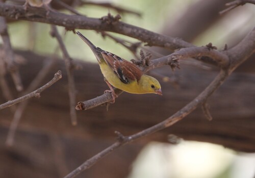 Gorrión dorado (Passer luteus)