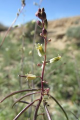 Streptanthus longirostris