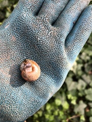 Helminthoglypta nickliniana
