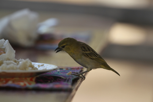 Little Weaver (Ploceus luteolus), photo 3