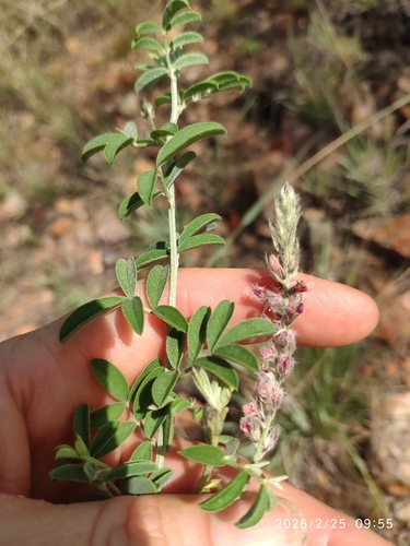 Blacktip Indigo (Indigofera melanadenia)