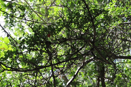 Large-Fruited Vitex (Vitex ferruginea)