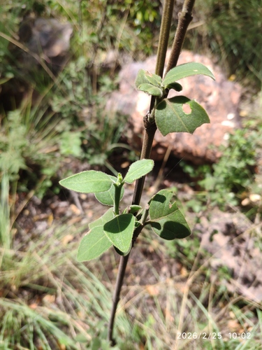 Velvet Rock-alder (Afrocanthium gilfillanii)