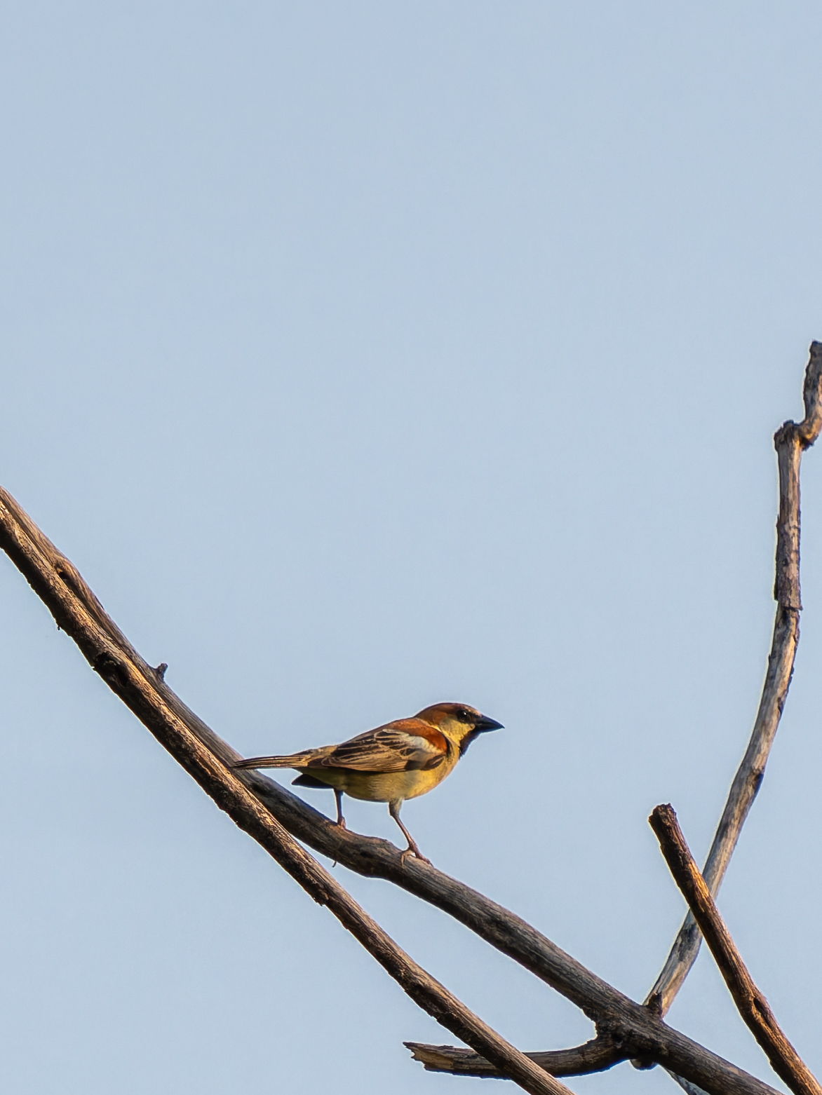 Plain-backed Sparrow (Passer flaveolus), photo 4
