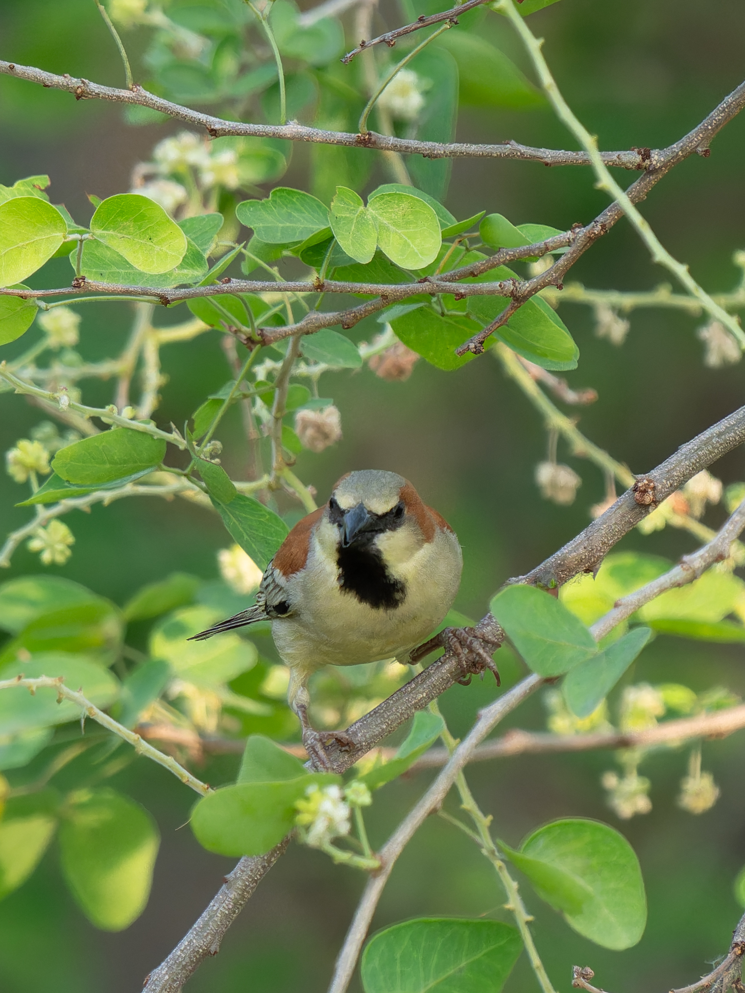 Plain-backed Sparrow (Passer flaveolus), photo 3