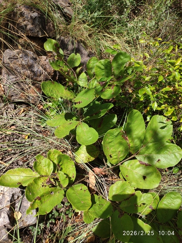 wild grape (Lannea edulis)